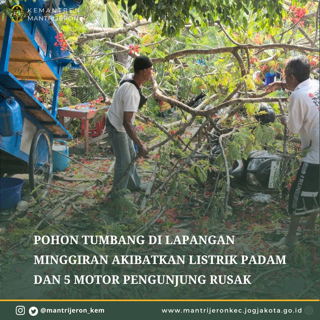 Pohon Flamboyan Tumbang di Lapangan Minggiran, Akibatkan Listrik Padam dan 5 Motor Rusak